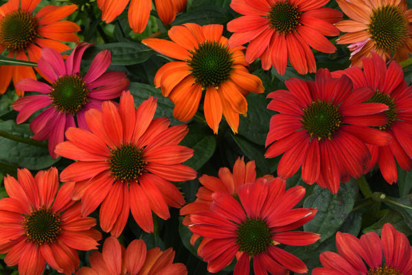 Artisan™ Red Ombre Coneflower