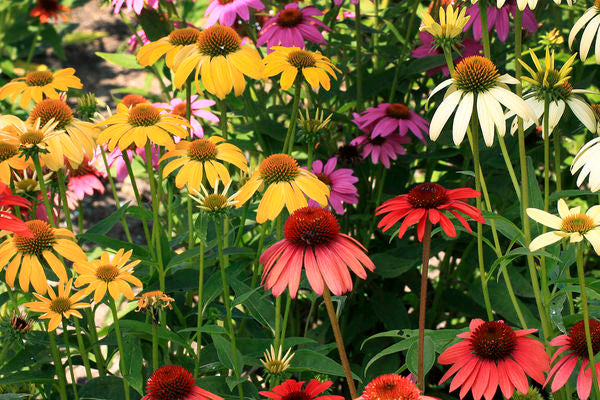 Echinacea - Cheyenne Spirit Coneflower