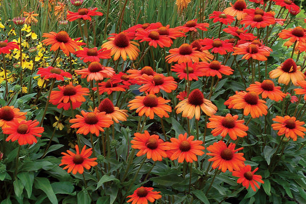 Kismet® Intense Orange Coneflower