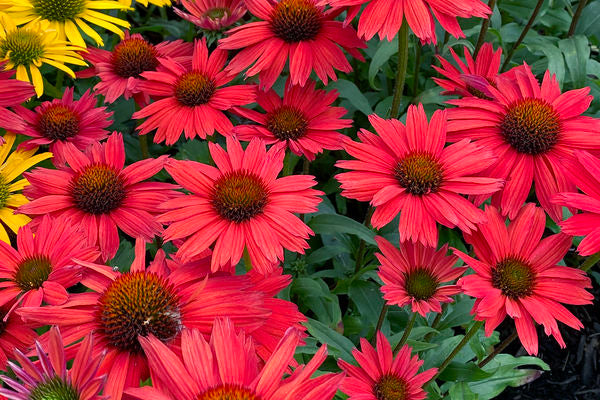 Kismet® Red Coneflower