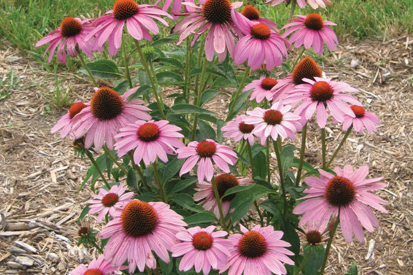 Prairie Splendor Coneflower-1 Gallon