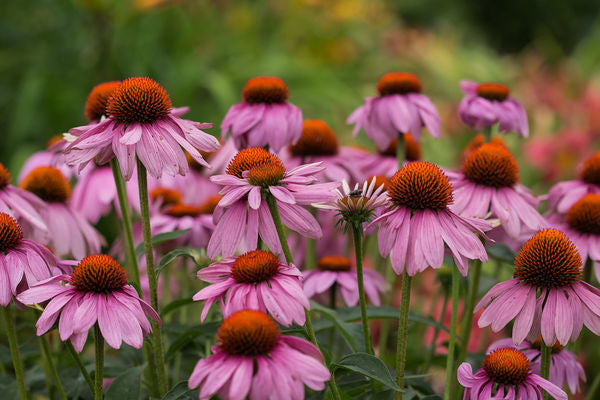 Echinacea purpurea- PowWow Wild Berry Coneflower-Rose