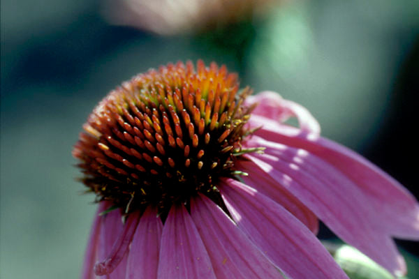 Echinacea purpurea- Purple Coneflower