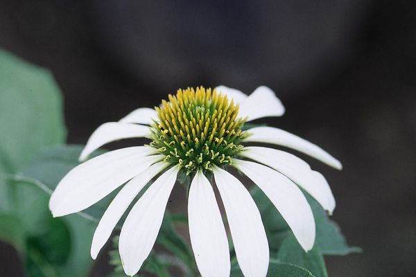 Echinacea purpurea alba - White Swan Coneflower