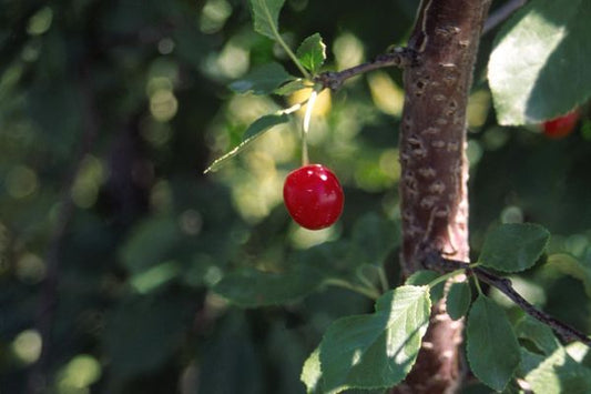 Prunus- Evans Bali Cherry - 5 Gallon