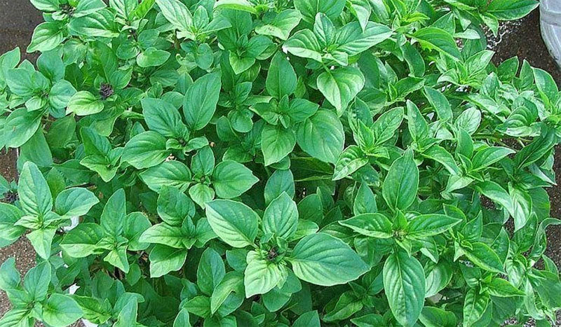 basil cinnamon plant Basil Cinnamon- 4" Herbs