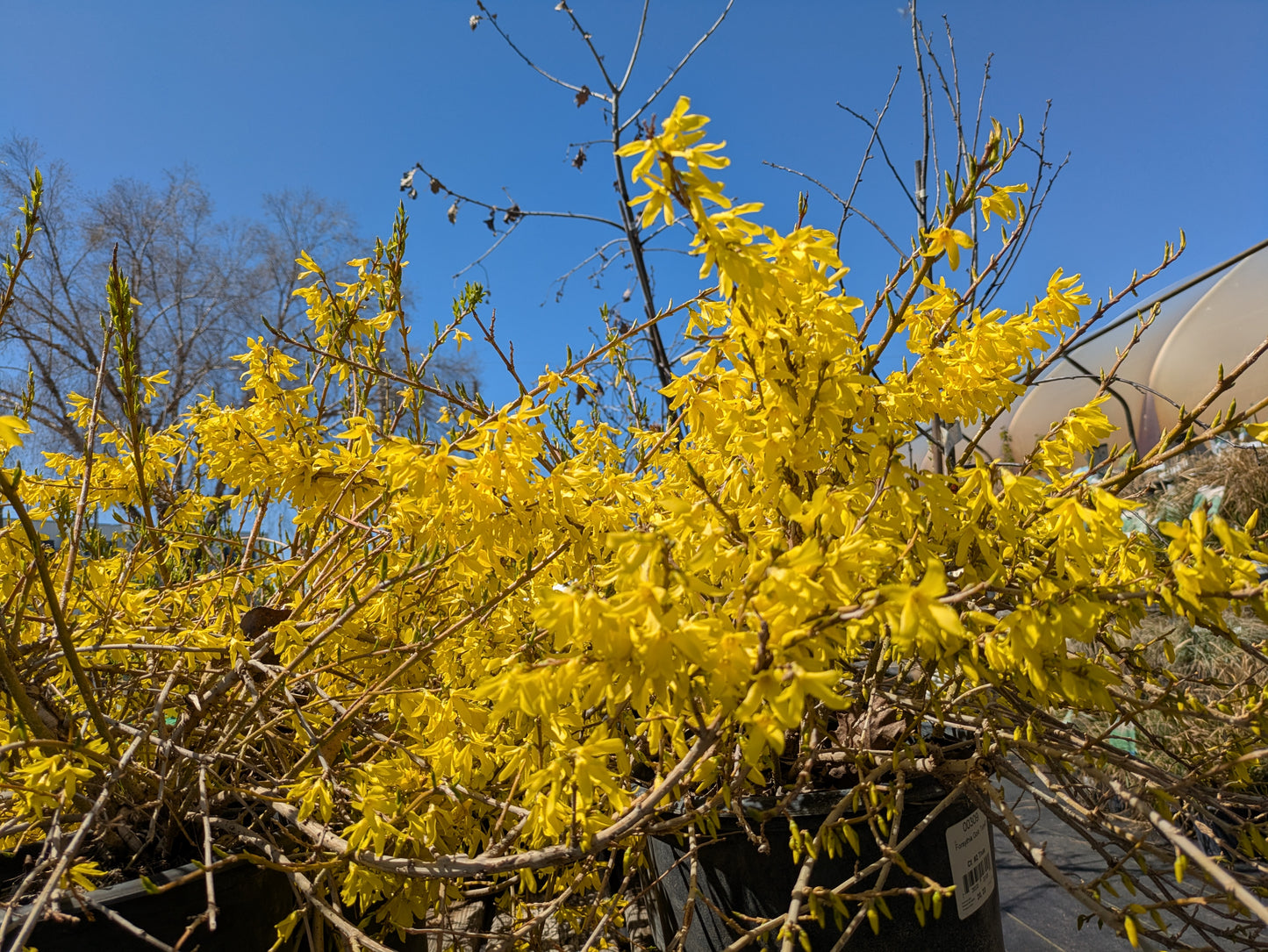 Forsythia- Gold Tide