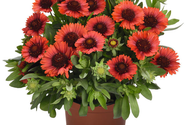 SpinTop® Red Gaillardia