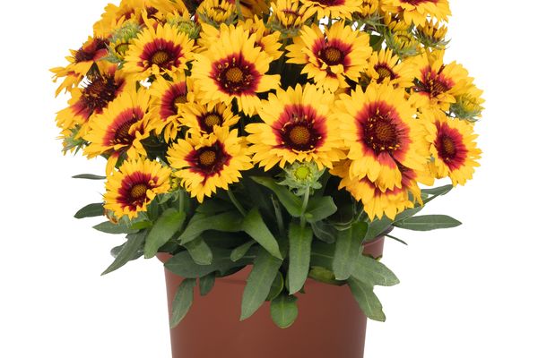 SpinTop® Red Starburst Improved Gaillardia