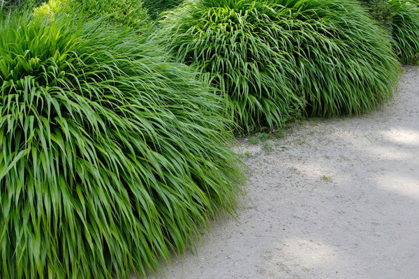 Hakonechloa - Japanese Forest Grass