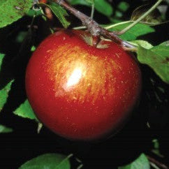 Malus - Haralson - 5 Gallon