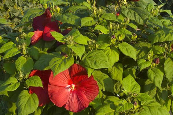 Cristi Hibiscus-2 Gallon