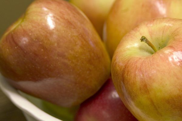 Malus - Honeycrisp Apple Tree - 5 Gallon