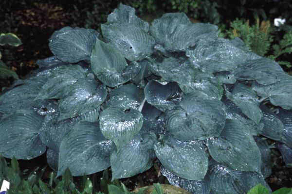 Hosta- Blue Mammoth