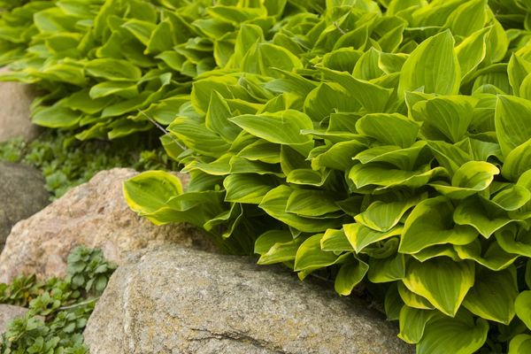 Golden Tiara Hosta