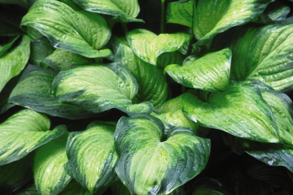 Hosta - Guacamole