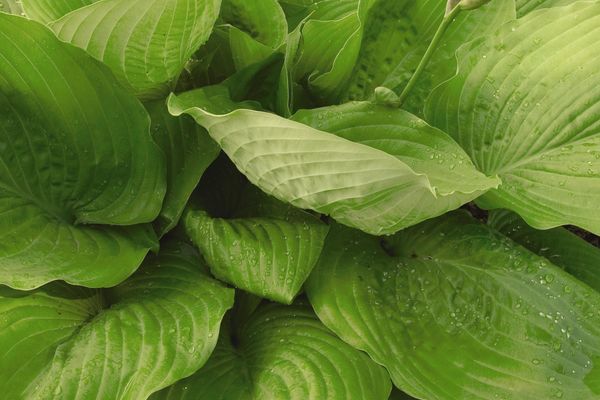 Sum & Substance Hosta