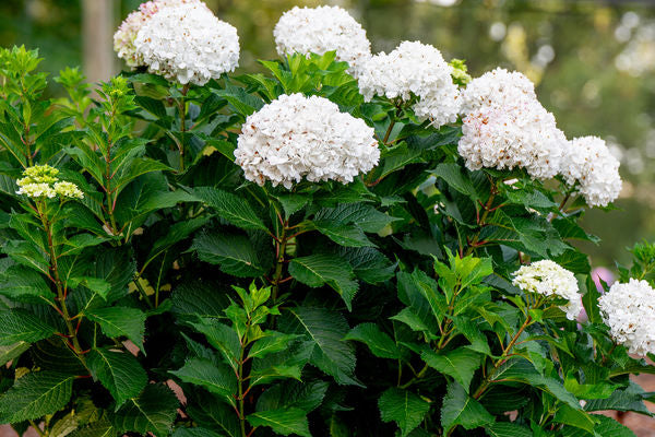 Endless Summer® DreamCloud® Reblooming Hydrangea