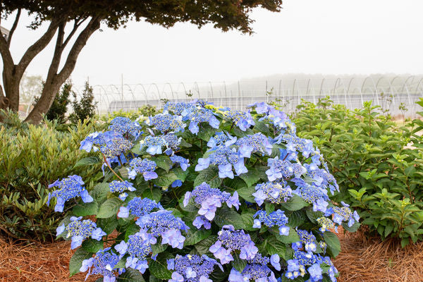 Pop Star Hydrangea