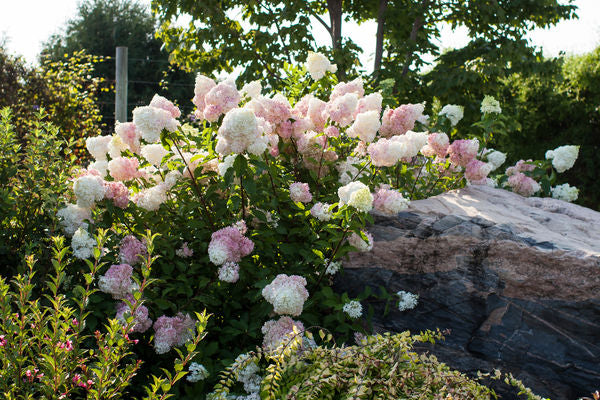 Hydrangea- Vanilla Strawberry