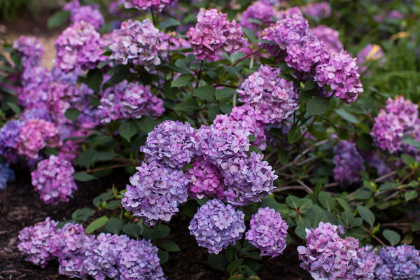 Hydrangea- BloomStruck-Pink/Blu/Pur : 2 Gallon