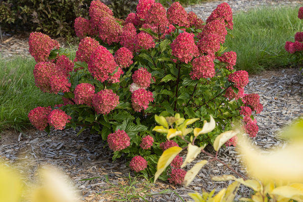 First Editions® Spring Sizzle® Panicle Hydrangea