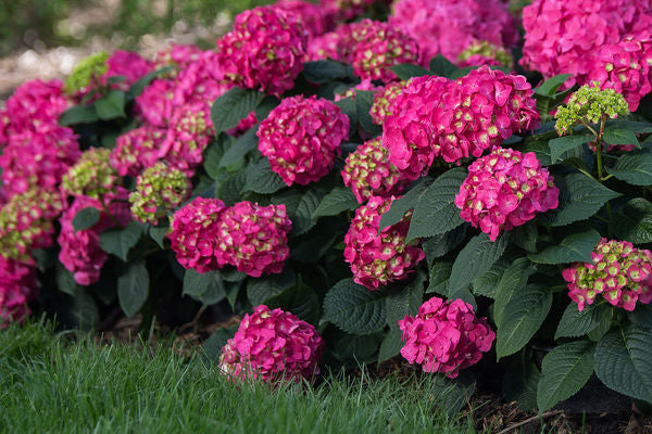 Endless Summer® Summer Crush® Reblooming Hydrangea