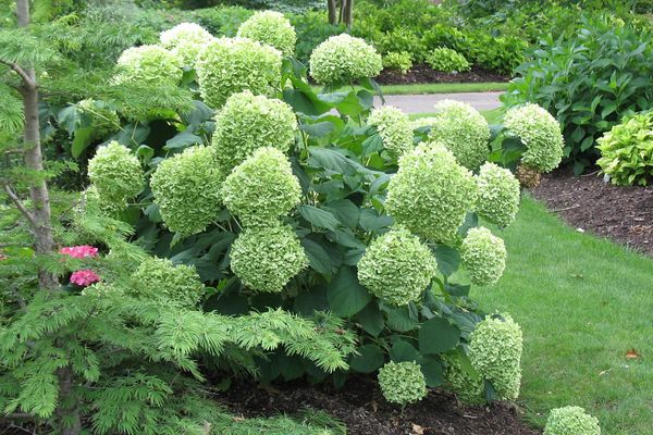 Hydrangea- Incrediball Hydrangea-White : 2 Gallon