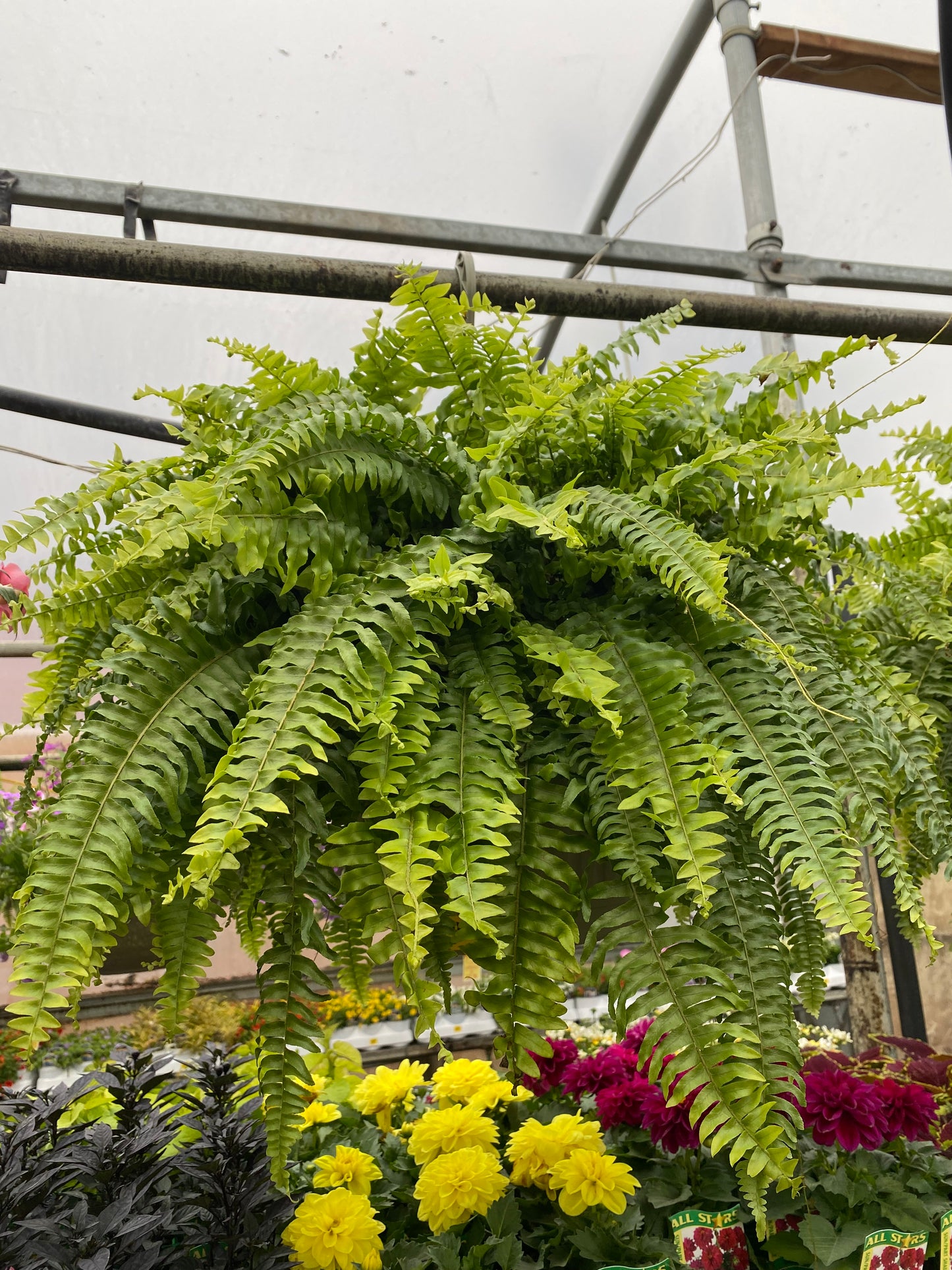 10" Basket Boston Fern