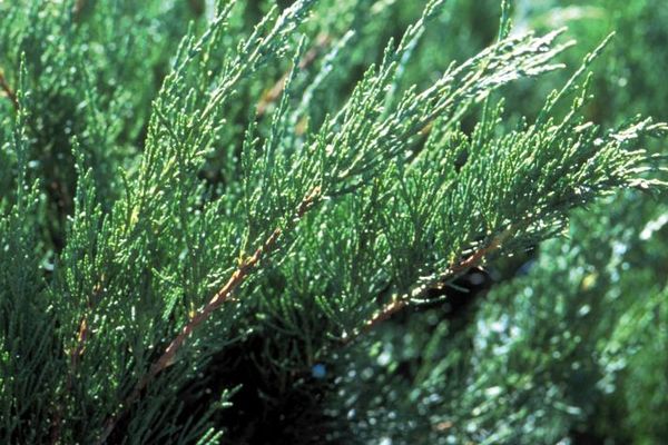 Sea Green Juniper