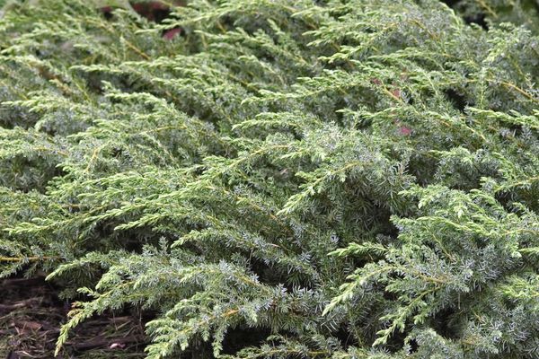 Blueberry Delight Juniper-2 Gallon : 2-3'h 6'W