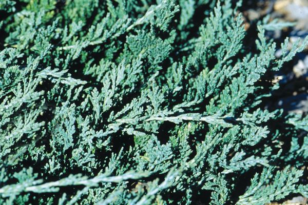 Wilton Blue Rug Juniper