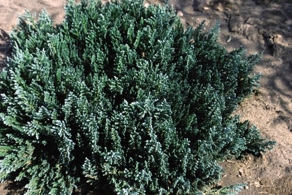 Blue Forest Juniper