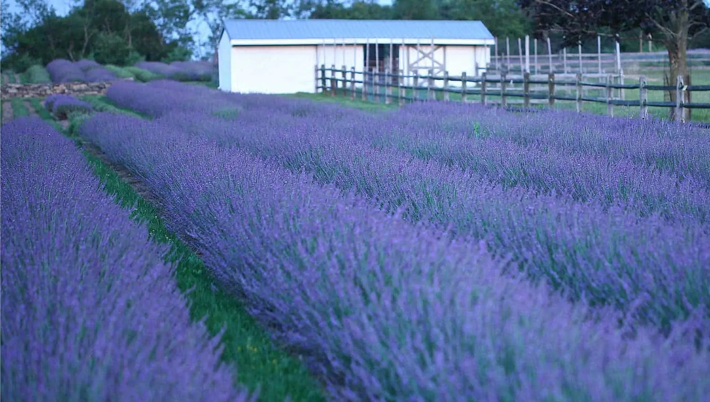 Lavender - Phenomenal - 6" Grand Prairie Farms Round