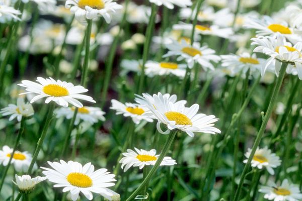 Becky Shasta Daisy