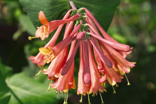 Honeysuckle Dropmore Scarlet