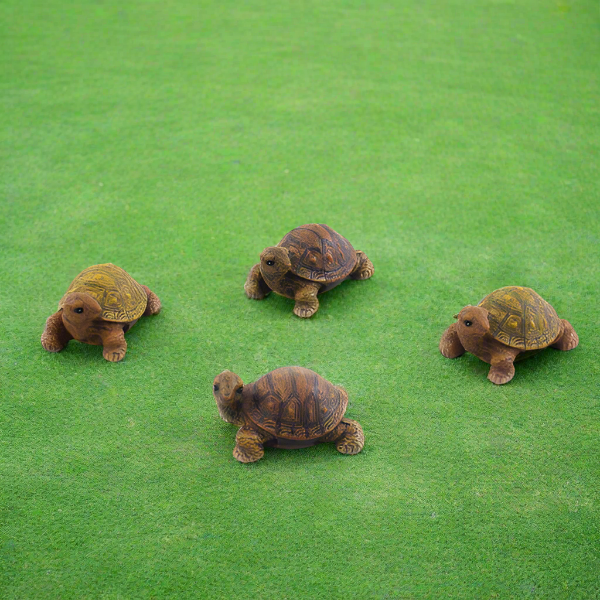 Mini Box Turtle – Rock Gardens - Main Image