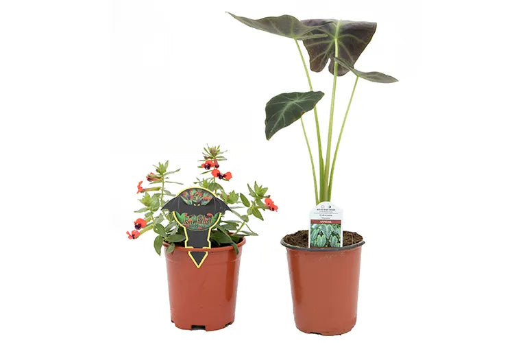 Citronella - Mosquito Plant - 5" Fancy