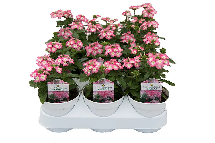 Roller Coaster Hot Pink- 4.5" Fancy