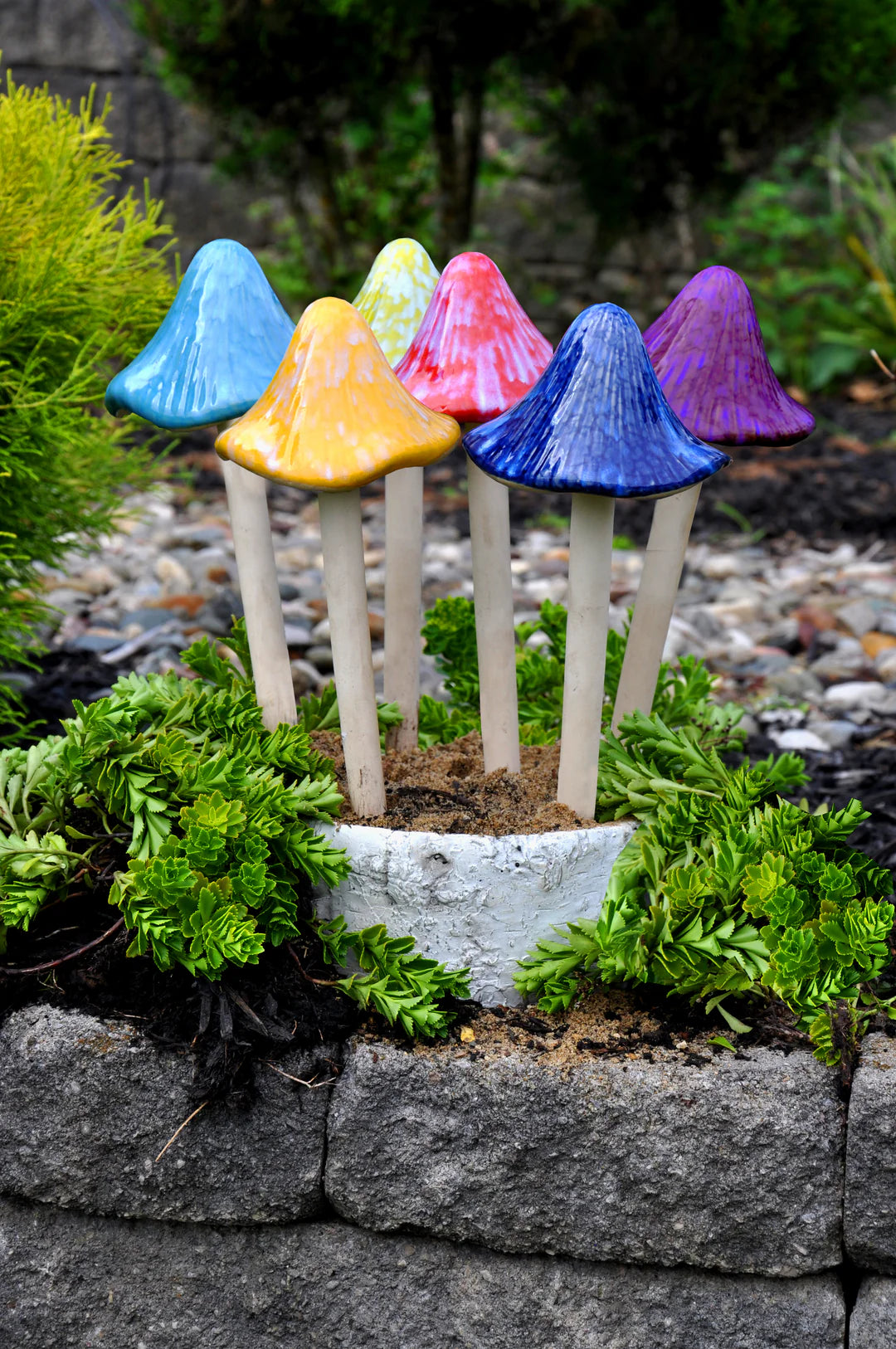 Sun Drenched Mushroom, Grande