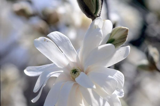 Magnolia- Royal Star Magnolia White