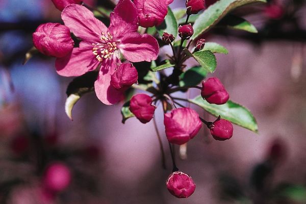 Malus- Prairifire Crabapple #10