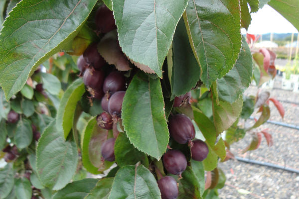 Malus- Red Splendor Crabapple- 7 Gallon