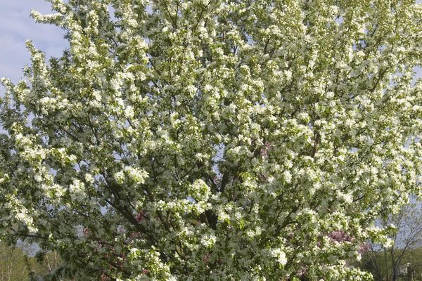 Malus - Spring Snow Crabapple - #25 Gallon : 1 3/4"