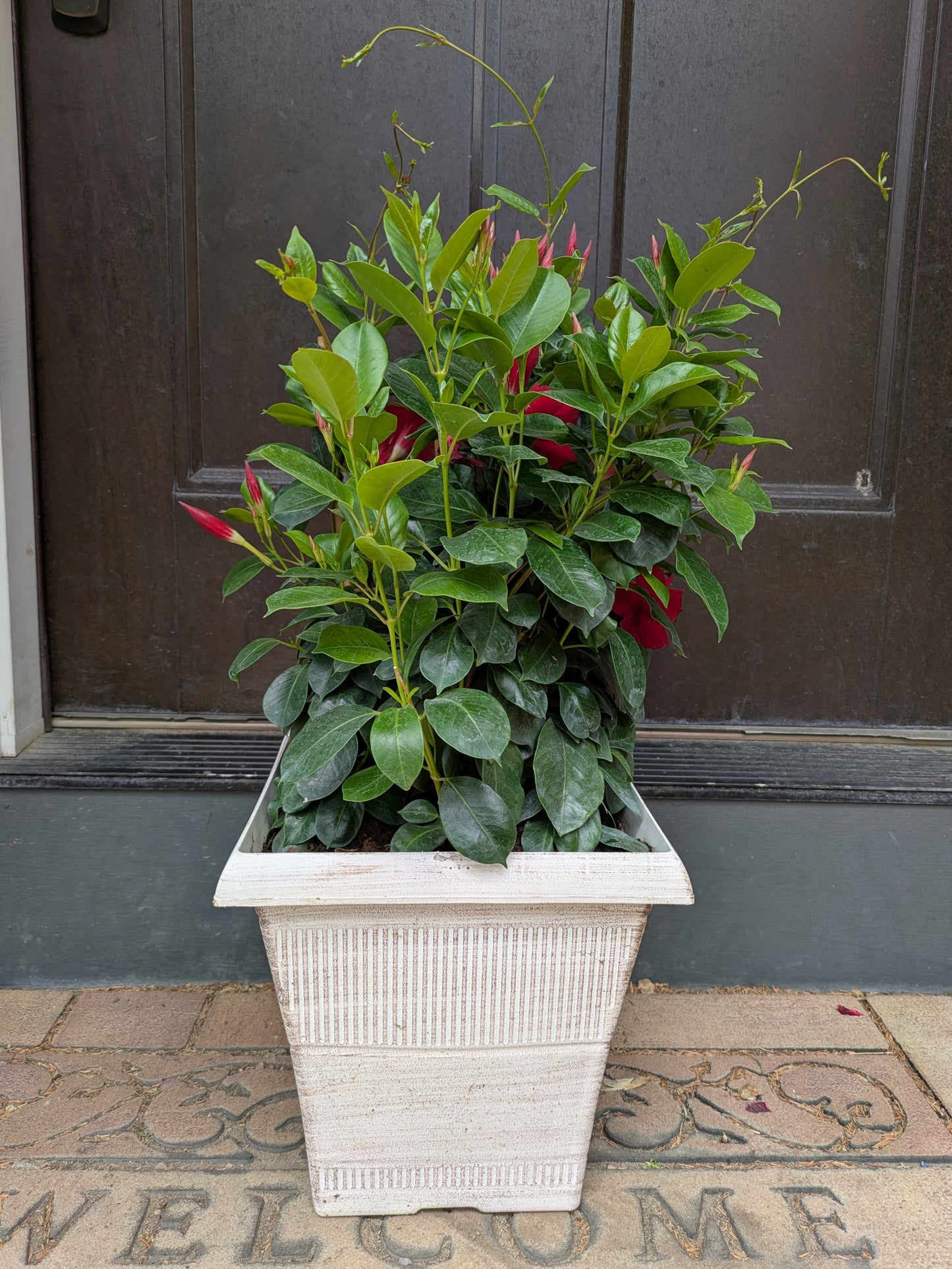 Mandevilla Patio Planter