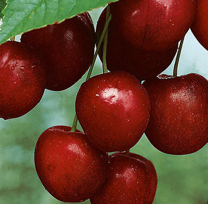 Prunus- Mesabi Cherry - 5 Gallon