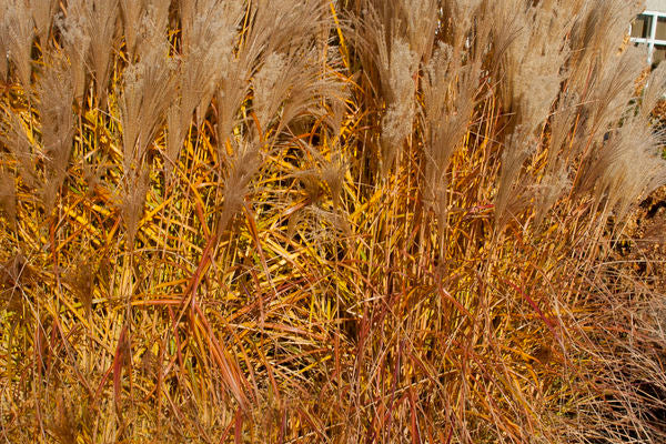 Miscanthus sinensis- Graziella Japanese Silver Grass