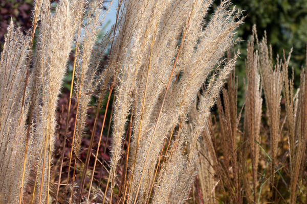 Miscanthus sinensis - Flame Grass