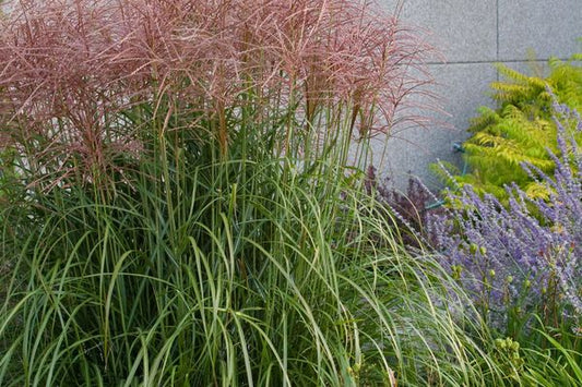 Miscanthus sinensis - Red-Silver Japanese Silver Grass