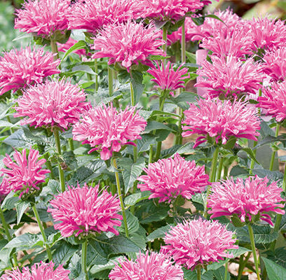 Monarda- Petite Delight Beebalm